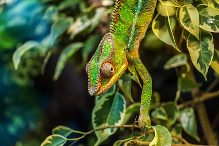 Royalty-Free photo: Chameleon on tree branch | PickPik