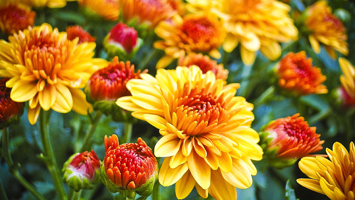 yellow and red flowers on bloom