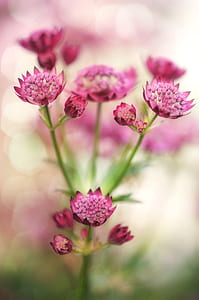 shallow focus photography of pink flowers