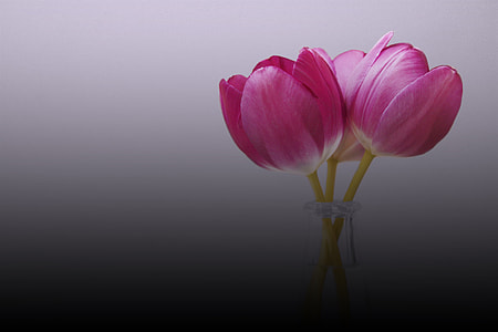 selective focus photography of pink tulip flower