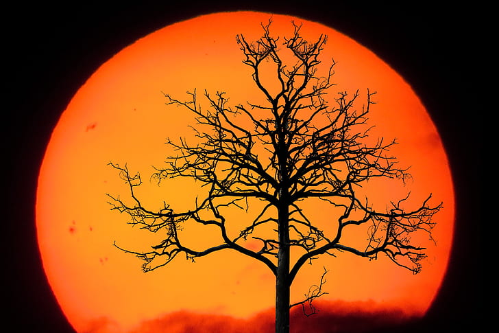 brown tree during sunset