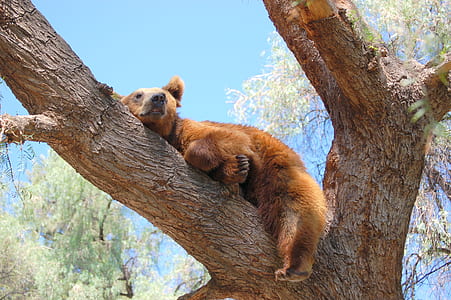 brown bear on brown tree during daytime