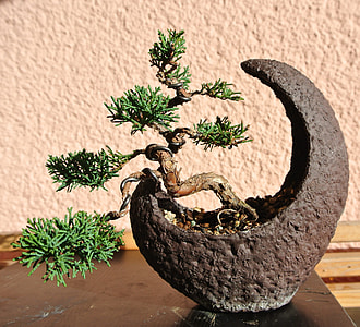 green bonsai on gray pot table decor