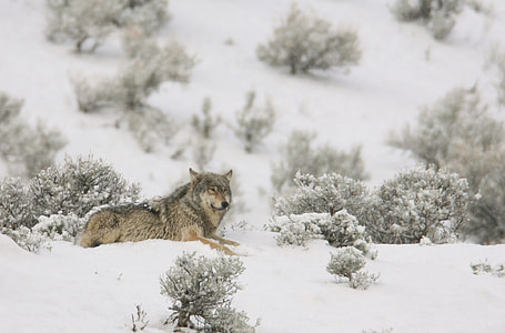 landscape photo of gray wolf laying on snow
