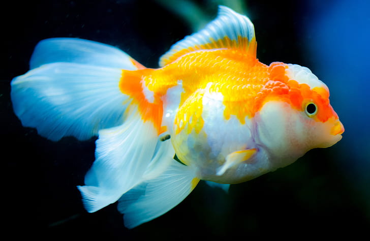 white and yellow betta fish