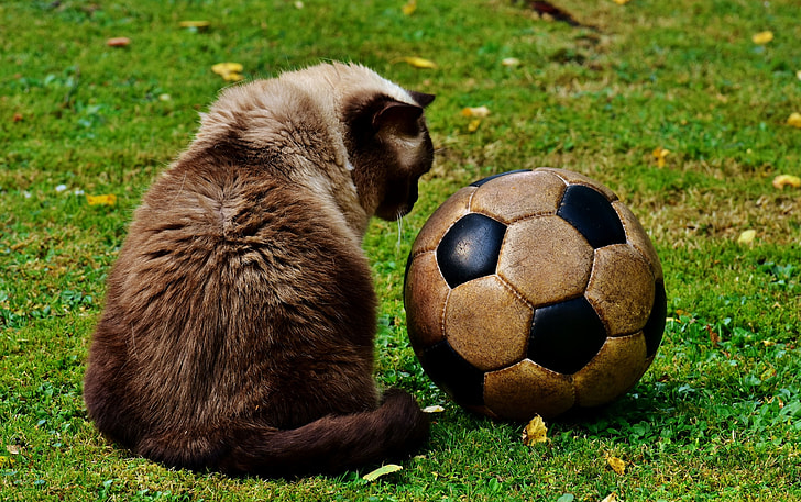 siamese cat sitting beside black and white soccer ball on grass field