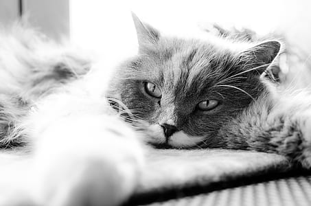 Grayscale Photo of Cat Lying on Bed