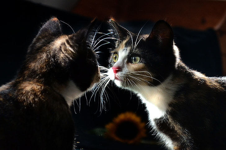 calico cat facing mirror