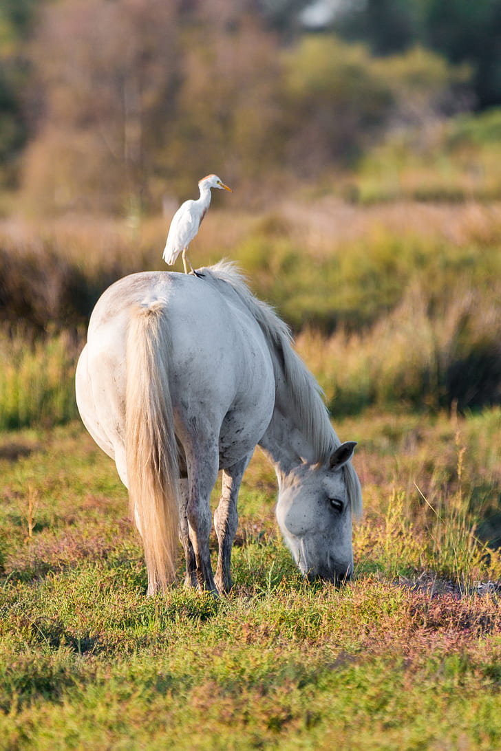 yellow beak white bird on white horse at daytime