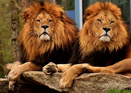 two adult lions