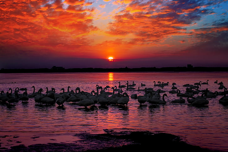 flock of swans on body of water during golden hour