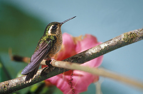 selective focus photography of hummingbird perched on tree