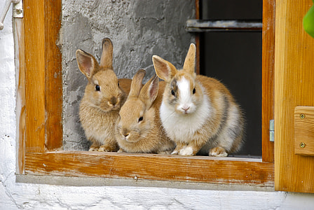 three brown rabbit on window