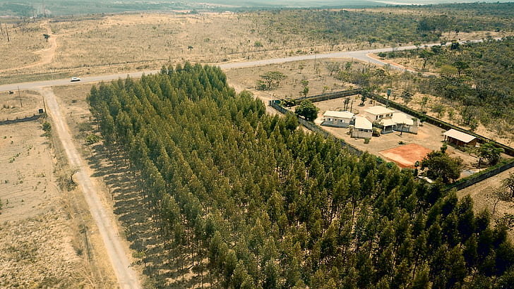 birds eye view of houses near pine trees