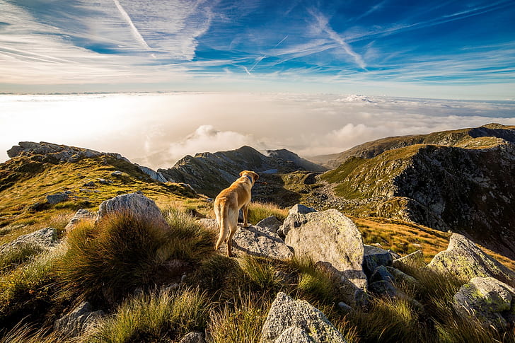 short-coated tan and white dog standing near mountains at daytime
