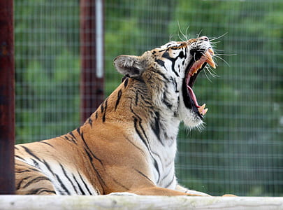 photography of tiger yowning