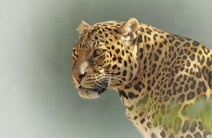 selective focus photography of leopard
