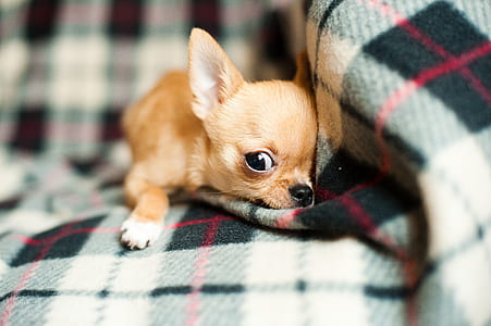 brown Chihuahua puppy laying down on sofa