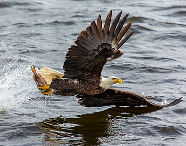 Bald Eagle over the Body of Water