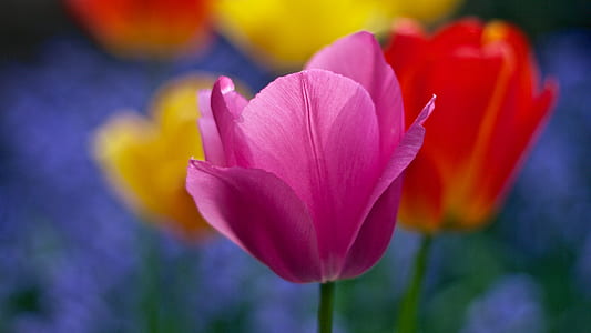 pink tulip in close-up photography