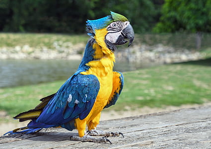 photo of macaw bird on wooden surface