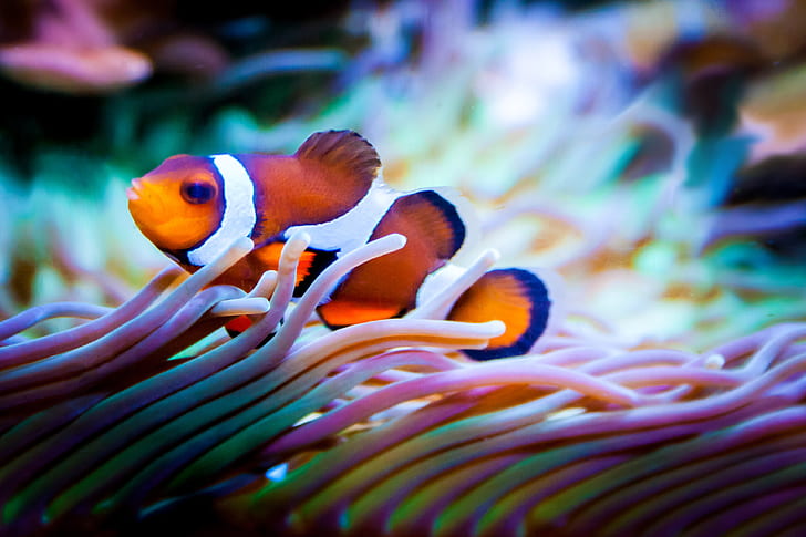 shallow focus photo of clown fish