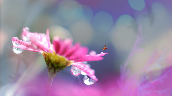selective focus photography of brown insect in flight above pink petaled flower