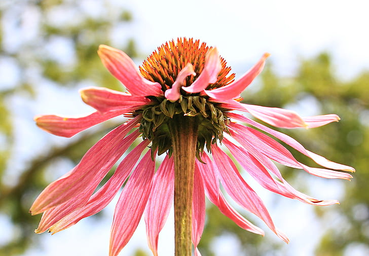 pink coneflower in bloom at daytime
