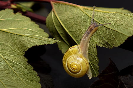 yellow snail on green leaf plant