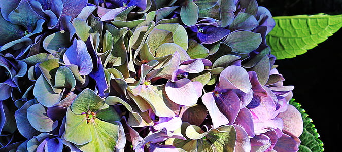 close up photograph of purple petaled flowers