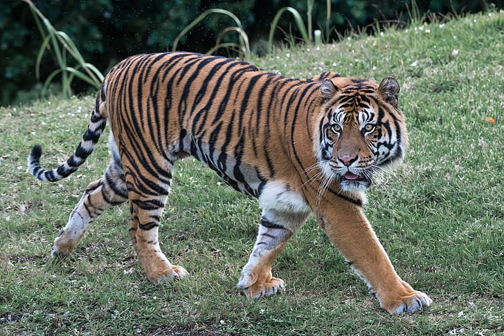 brown tiger on green grass at daytime