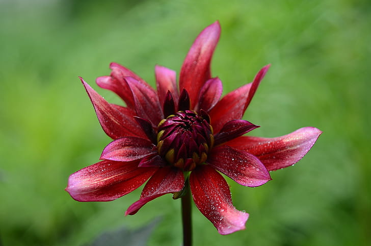 Red Multipetal Flower