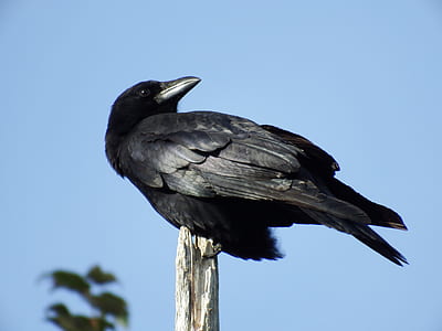 photo of crow on tree branch
