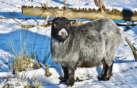 white and black goat standing on a snow