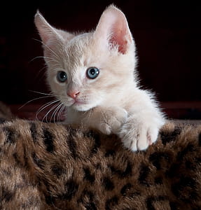 short-fut orange tabby kitten lying on brown fur textile