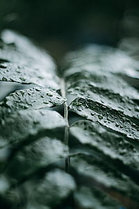 close-up photography of leaf with water droplets