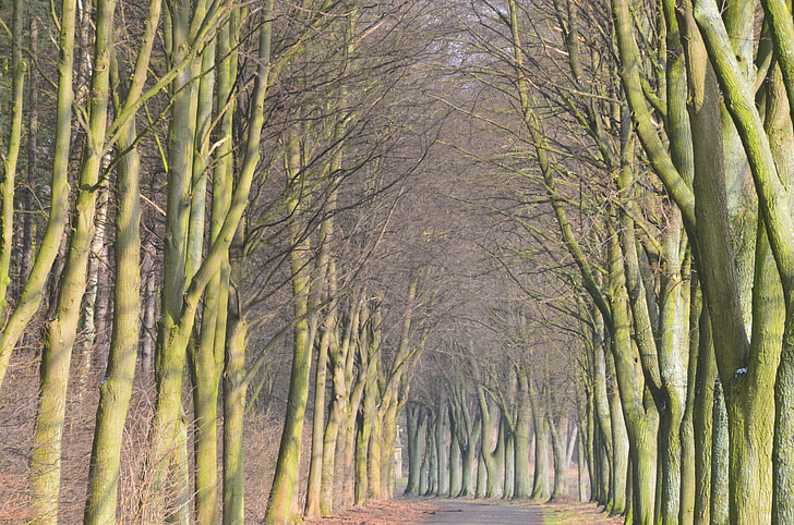 narrow road between leafless trees graphic wallpaper
