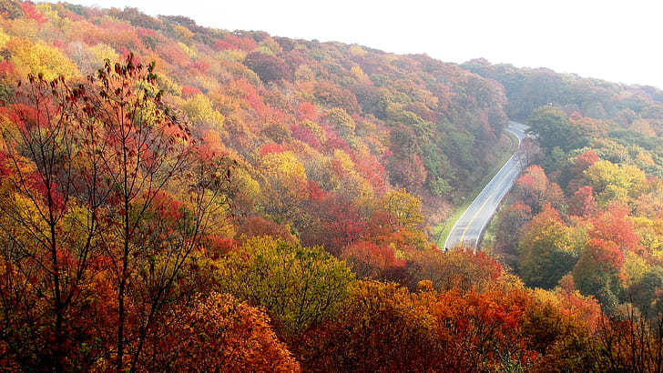 red and green leaf trees along gray concrete road
