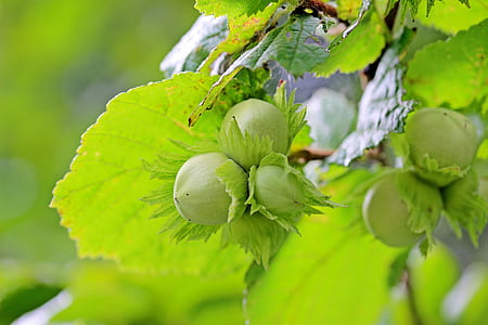 closeup photography of fruits