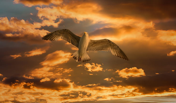 seagull in flight under cloudy sky