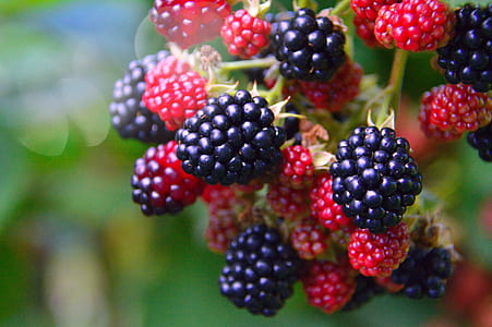 selective photo of blue and red berry fruits