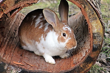 brown and white rabbit on tree log during daytime