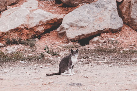 gray and white fur cat near brown rocks