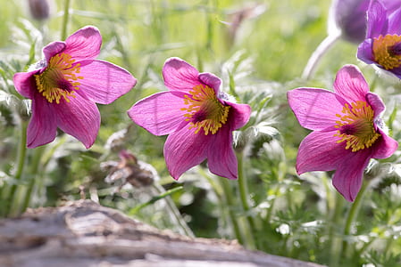 shallow focus photo of pink petaled flowers