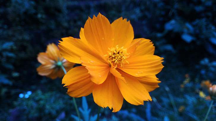 orange cosmos flowers closeup photo