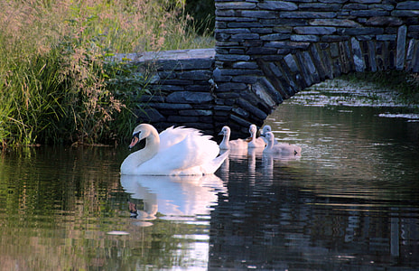 white swan on creek swimming together with babies near concrete bridge surrounded by green grasses during daytime