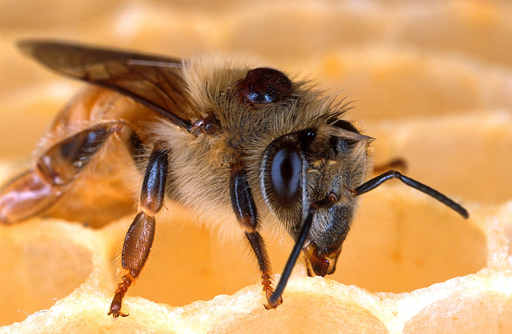 close-up photography of honeybee on honeycomb