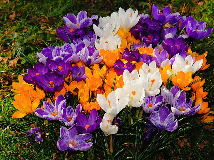 orange, white, and purple petaled flowers