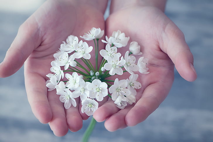 person holding white flowers