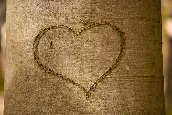 close-up photo of tree with heart engrave
